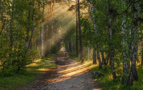 Alee liniștită prin pădure, cu lumină naturală și copaci verzi